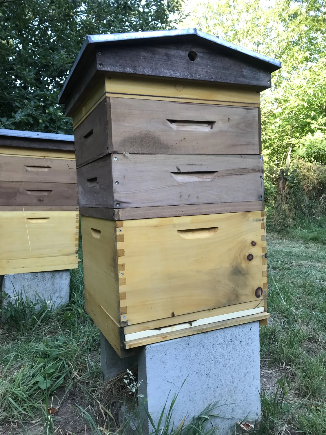 Honigbienenkästen von Bienwald-Honigmanufaktur 