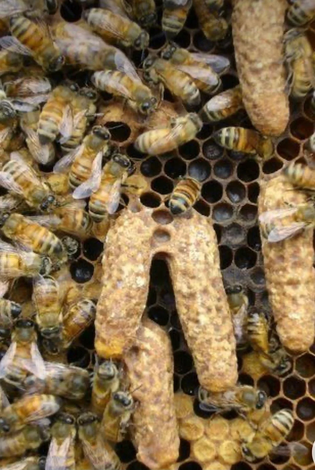 Honigbienen von Bienwald-Honigmanufaktur 
