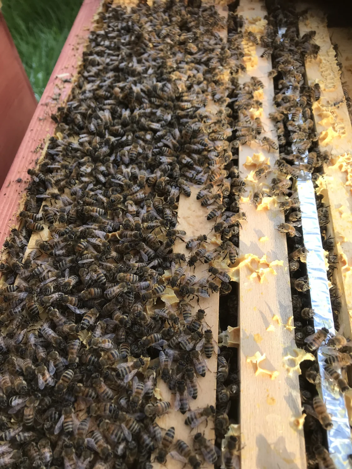 Honigbienen von Bienwald-Honigmanufaktur 