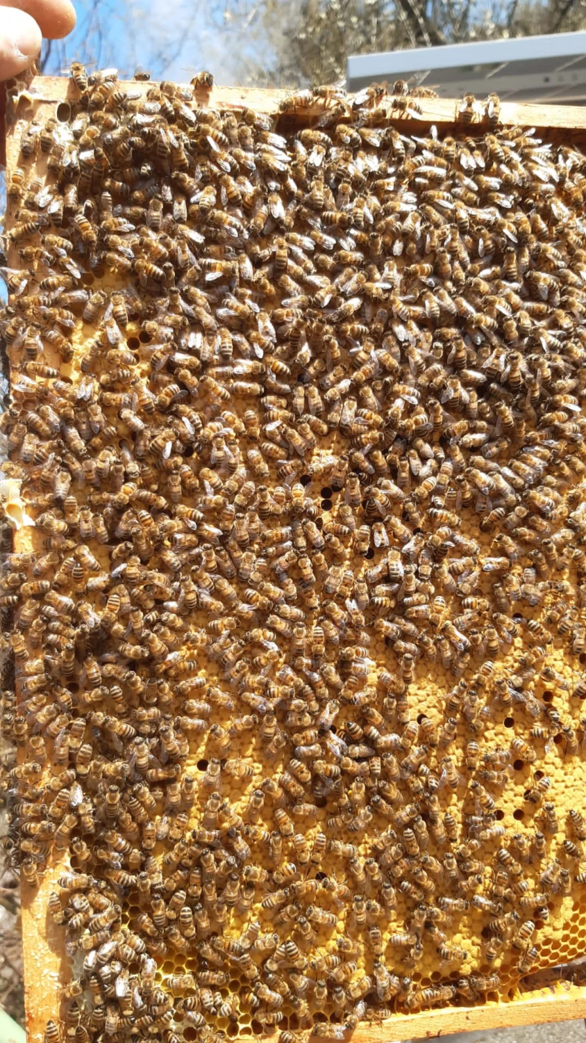 Honigbienen von Bienwald-Honigmanufaktur 