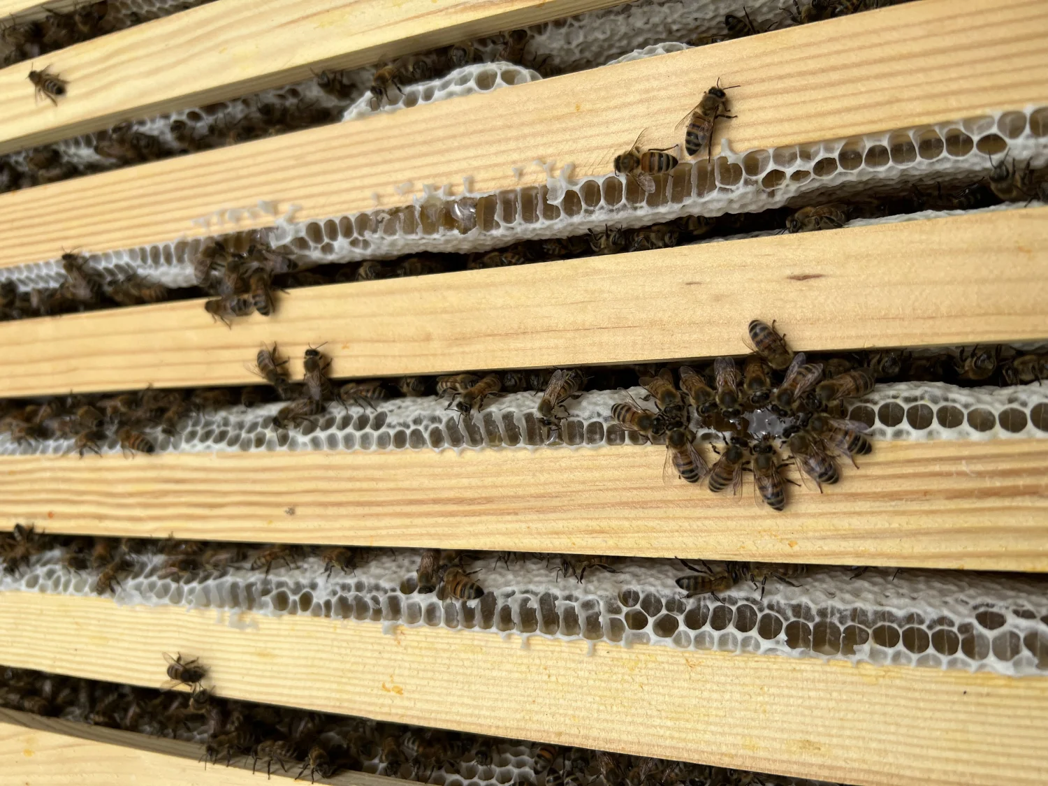 Honigbienen von Bienwald-Honigmanufaktur 