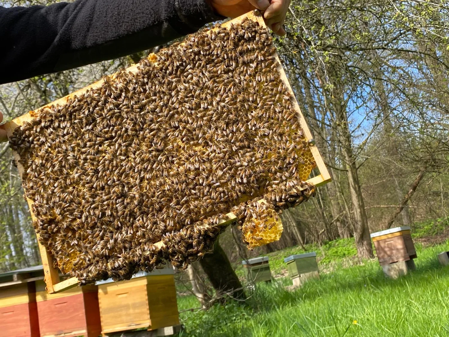 Honigbienen von Bienwald-Honigmanufaktur 