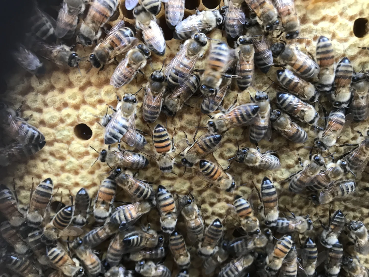 Honigbienen von Bienwald-Honigmanufaktur 