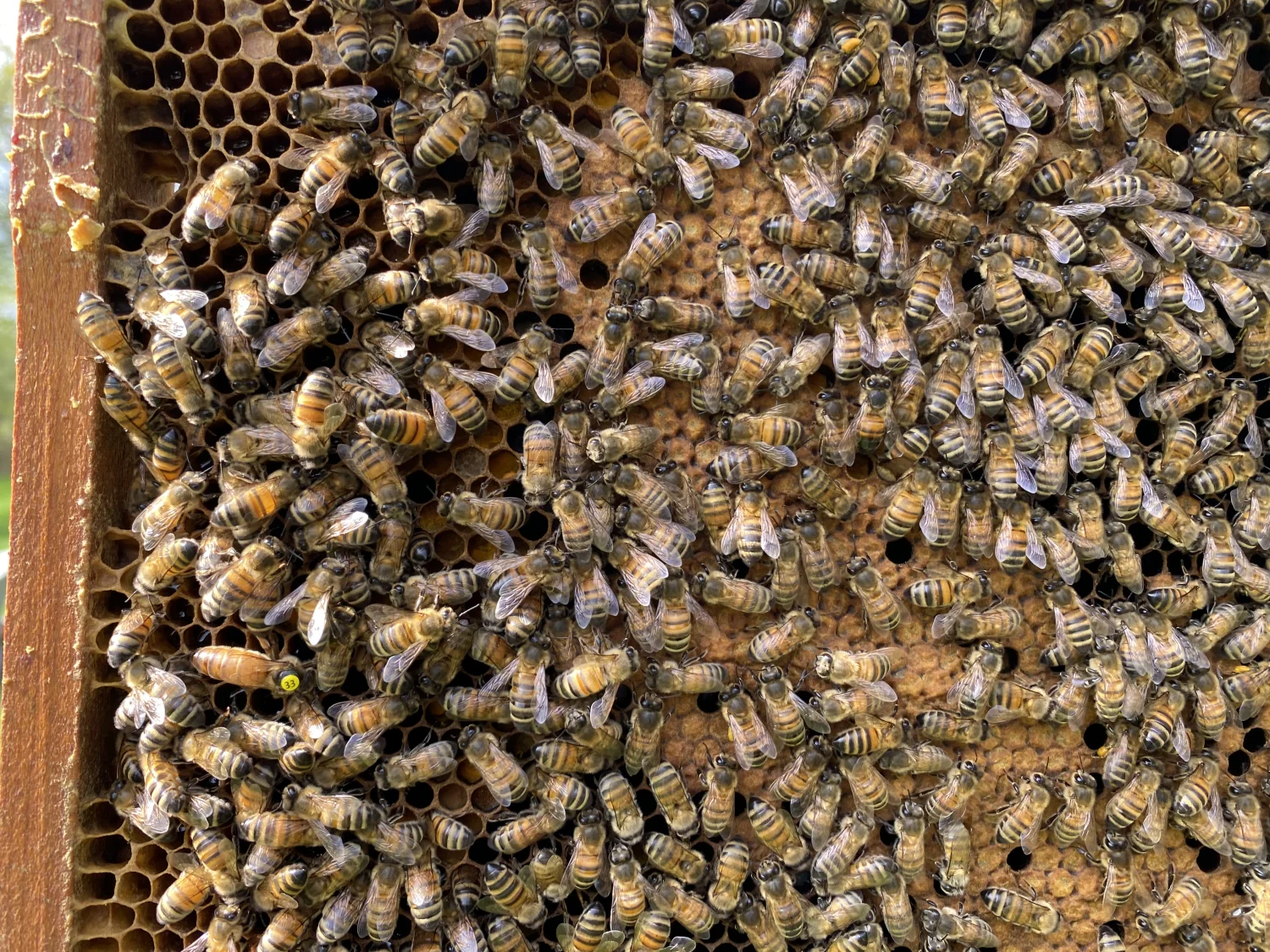 Honigbienen von Bienwald-Honigmanufaktur 