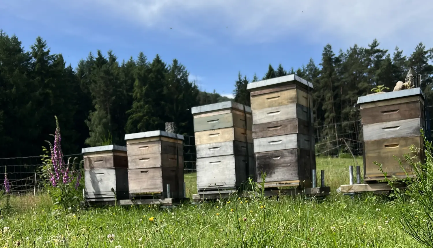 Honigbienenkästen von Bienwald-Honigmanufaktur 